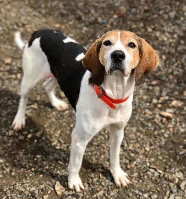 Adoptable Thursday – Meet Holly