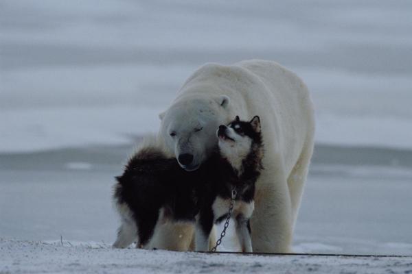 a-polar-bear-lolls-on-his-back-while-norbert-rosing5