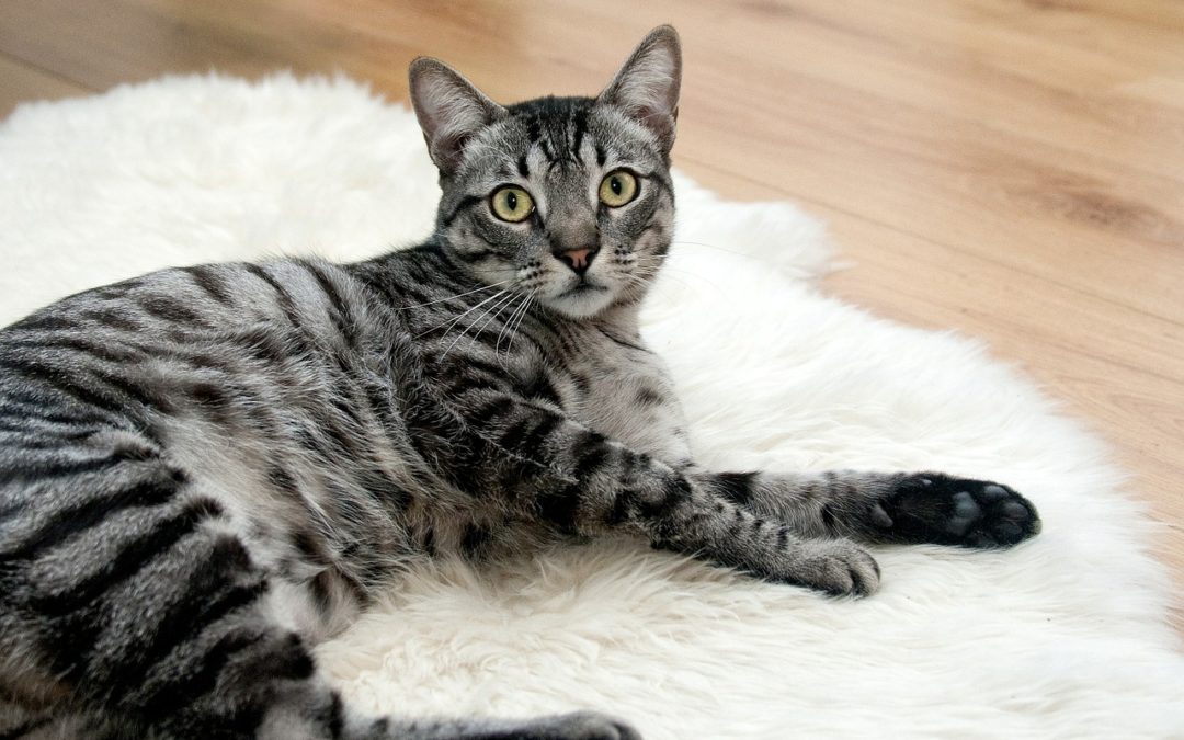Why Does My Cat Have Smelly Skin?