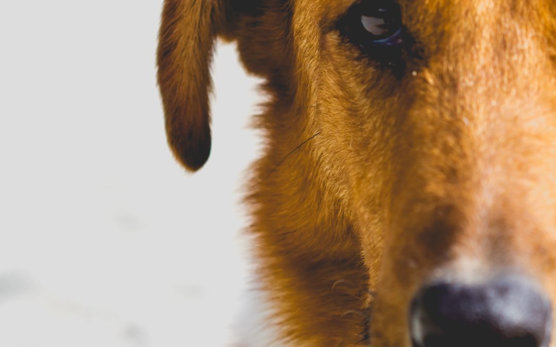 How to Solve your Dog s Greasy Coat Addiction Pet NZ