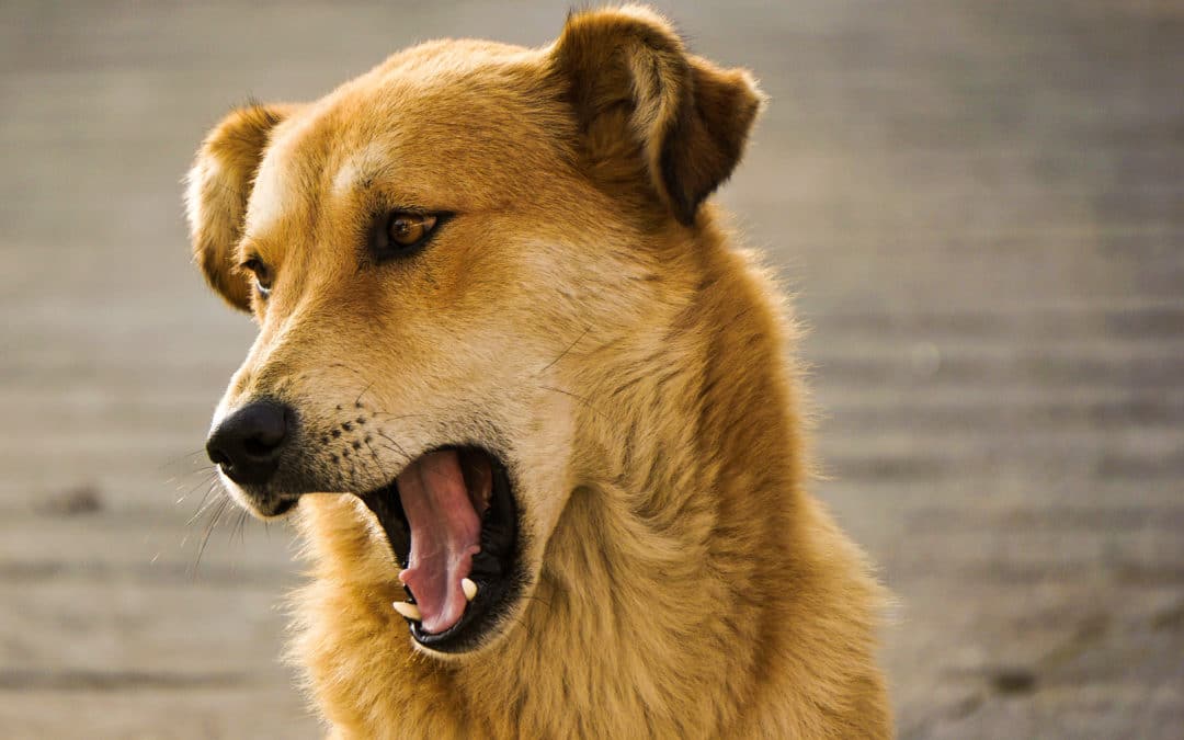 My Dog Has Bad Breath