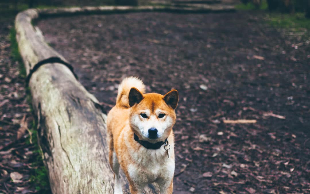 Why Does My Dog Have Diarrhea All The Time?