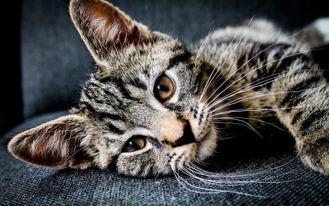 How do I stop my cat from vomitting?