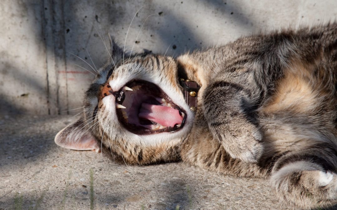 My Cat Keeps Getting Ear Infections