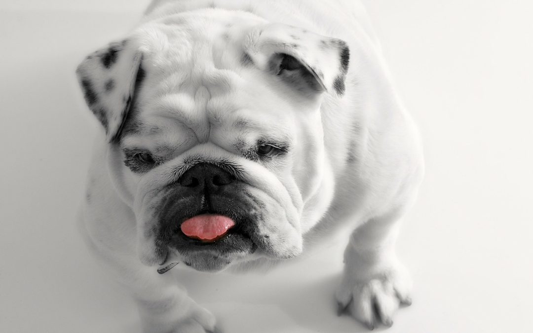 Is Your Dog Fat?