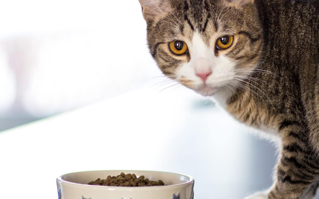Dogs and Cats Pet Food Allergies