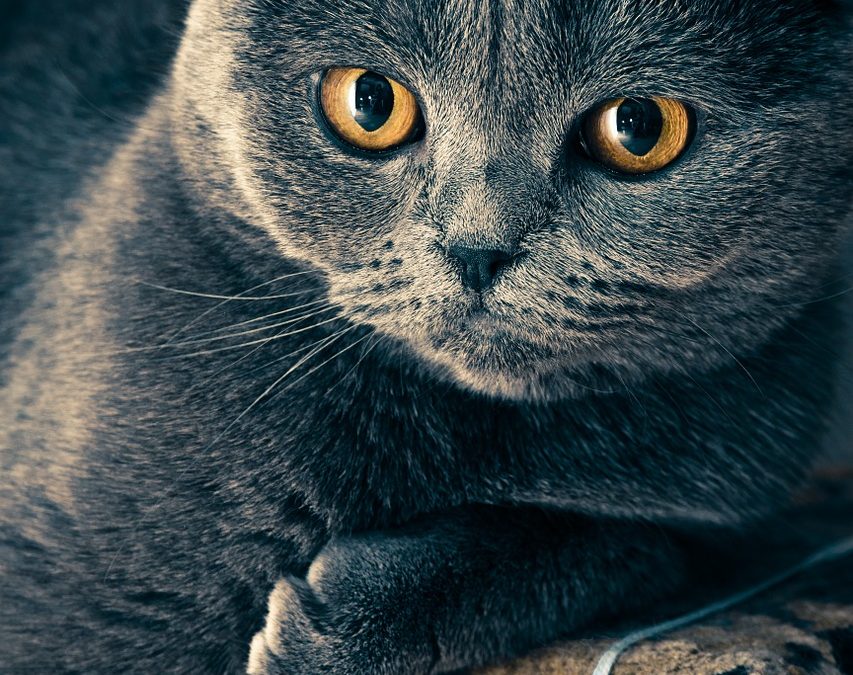What Causes Bald Spots on Cats?