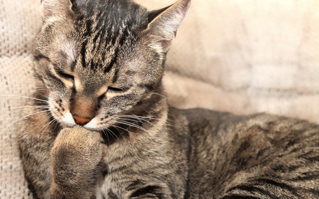 Some Facts About Pets and Their Skin