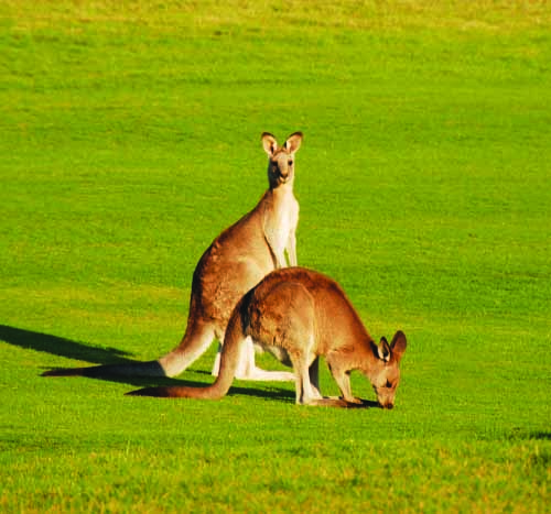 kangaroo