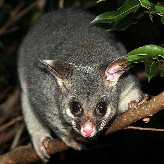 brushtail-possum-on-habitat