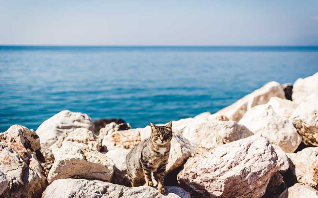 cat-on-beach