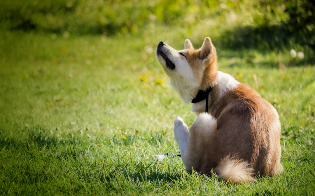 Ease Your Dog’s Allergies with Zen Vegetarian Recipe