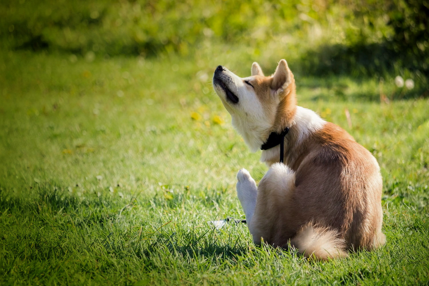 dog-scratching