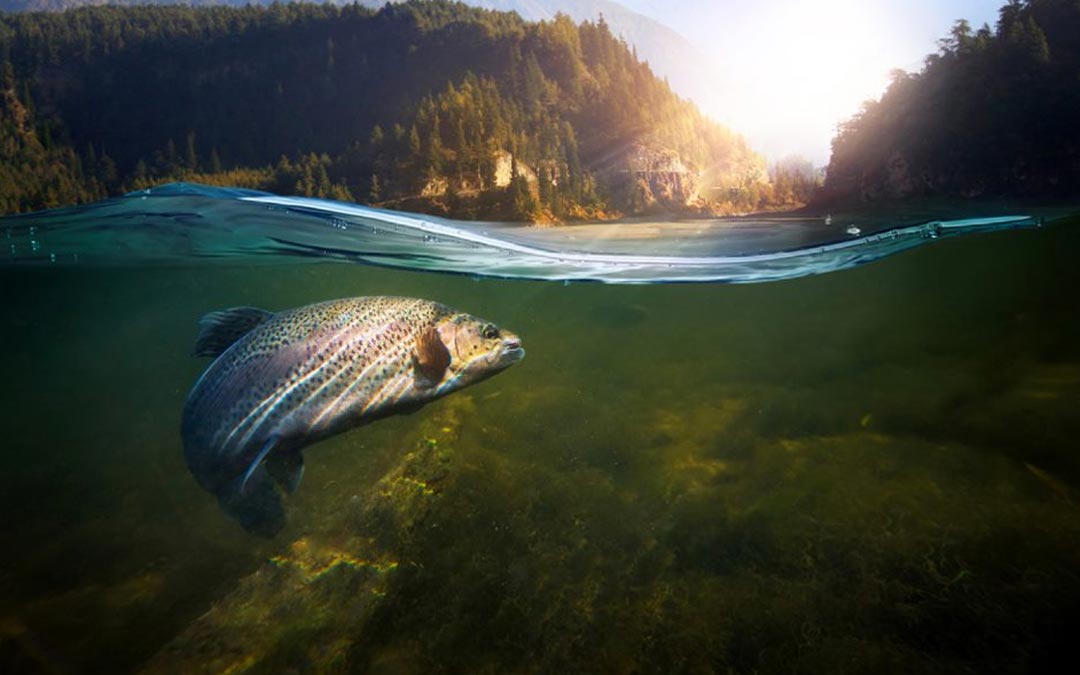 nz-salmon-on-water