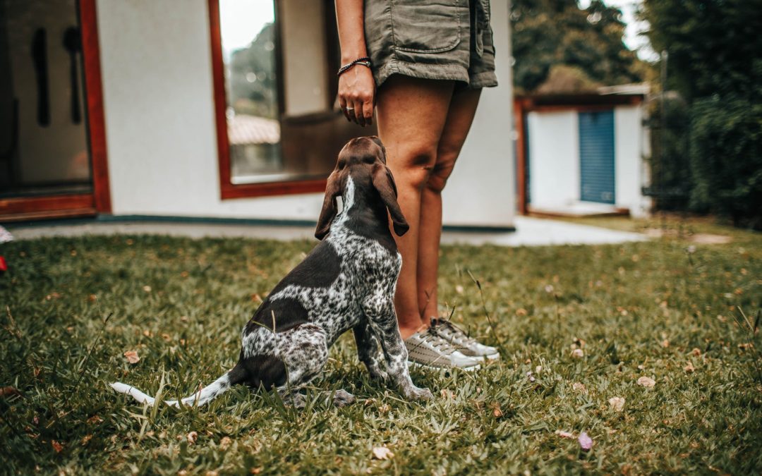 5 essential commands to teach your dog (Part 1 of 3)