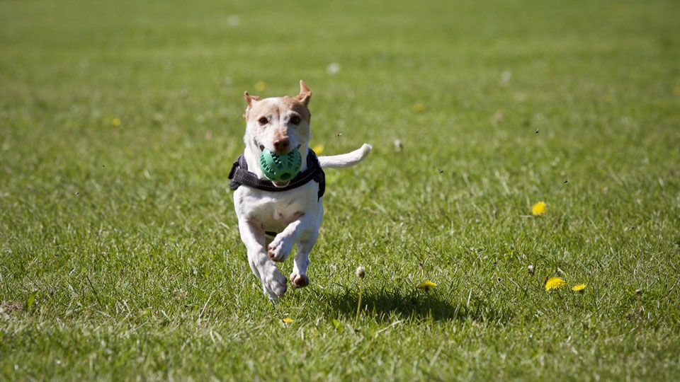 dog-with-ball-running