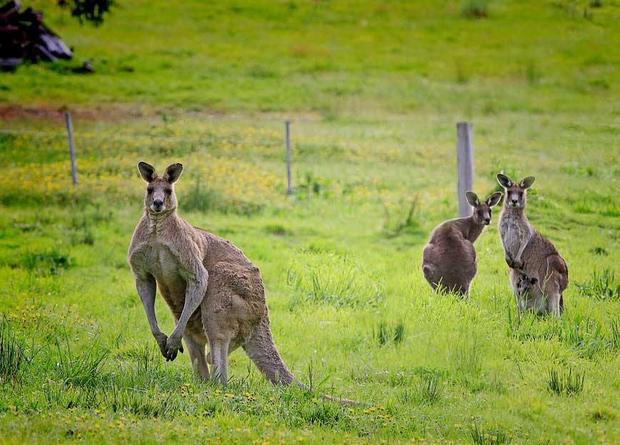 kangaroos