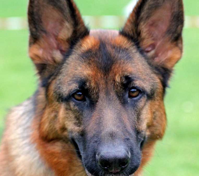 Breed Highlight – German Shepherd