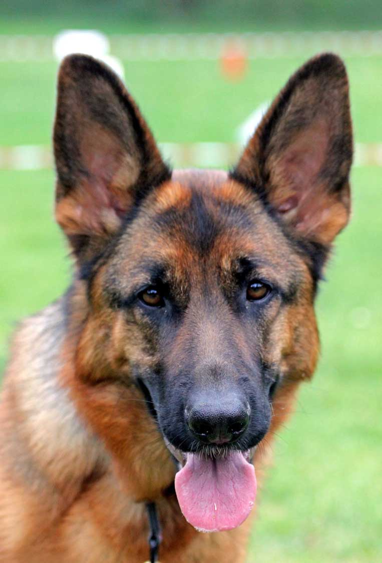 german-shepherd