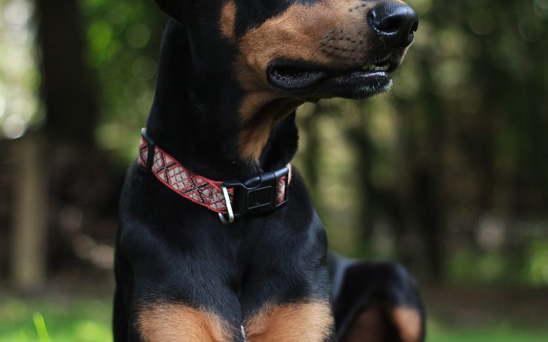 Breed Highlight – Doberman