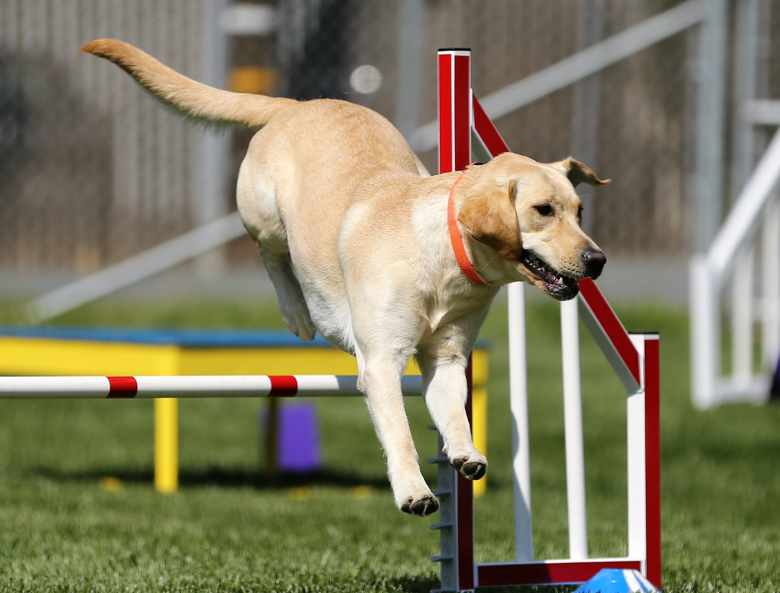 advanced-dog-tricks-jump