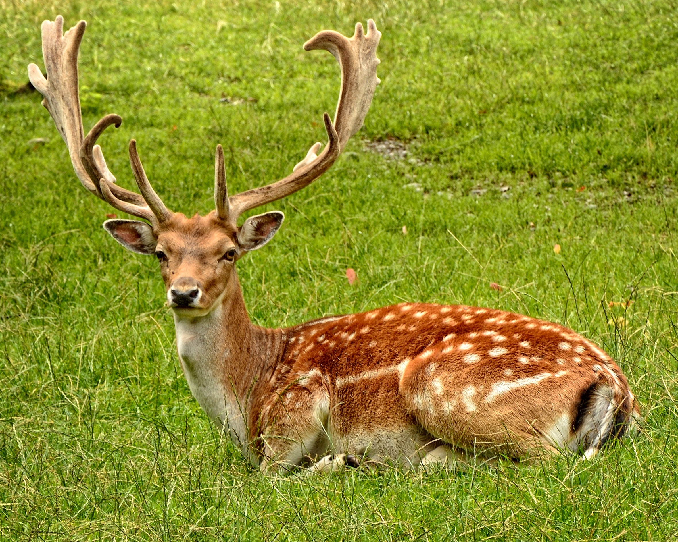 animal-antler-deer-34231