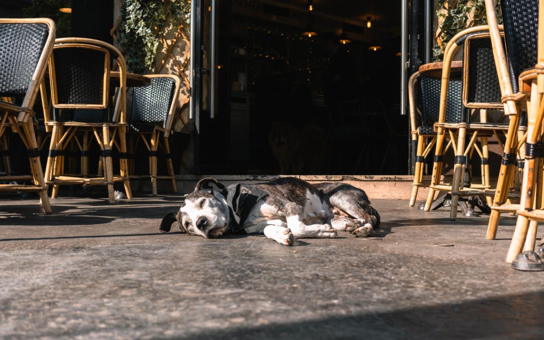 Does Your Dog Tire Easily? He Might Be Taurine Deficient