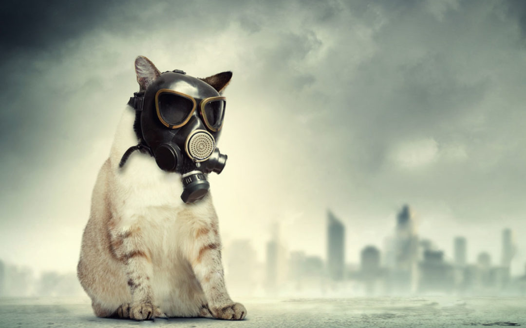The Bad Effects of Haze on Your Pets