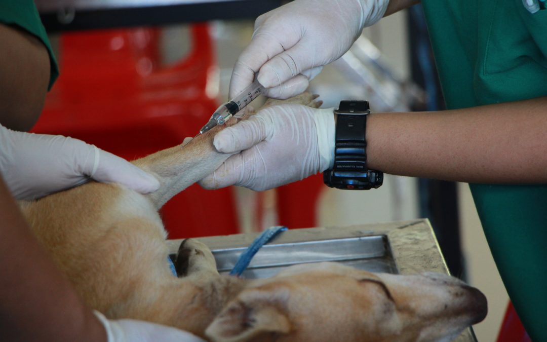 Is Your Dog Sick? Know the Signs