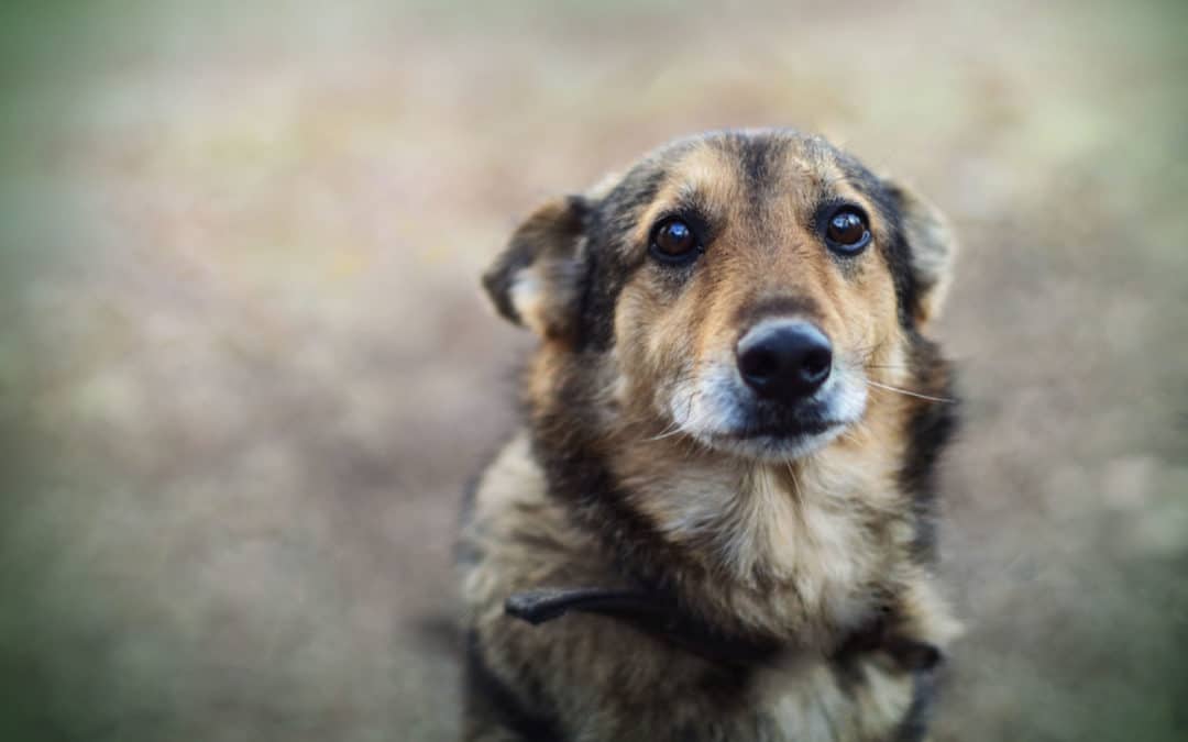 Coping with Canine Lymphoma