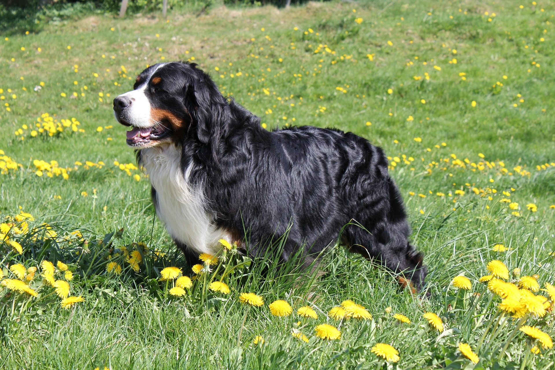 bernese-mountain-dog-4592631_1920