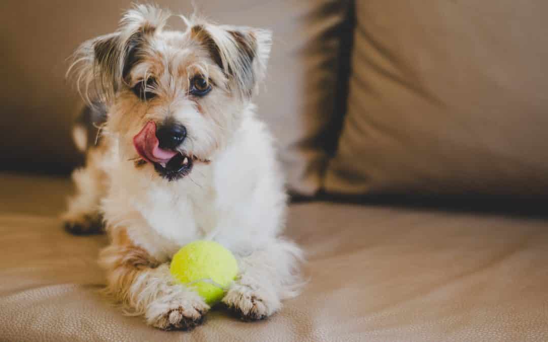 Lockdown? No worries! Here Are Some Things You and Your Dog Can Do