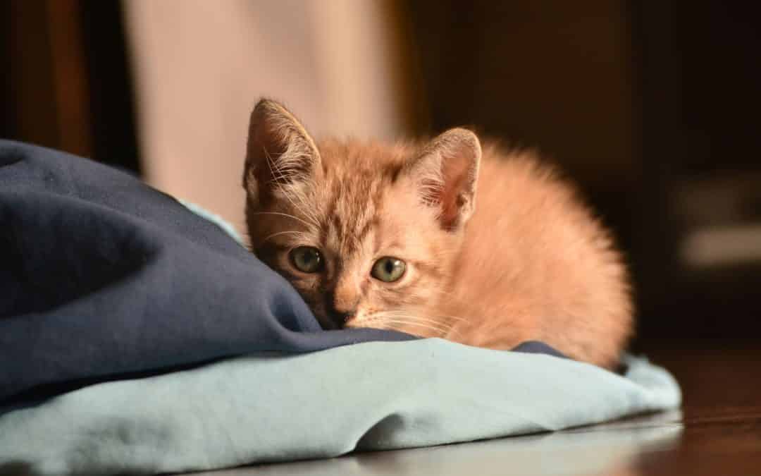 Can Cats Get COVID-19?