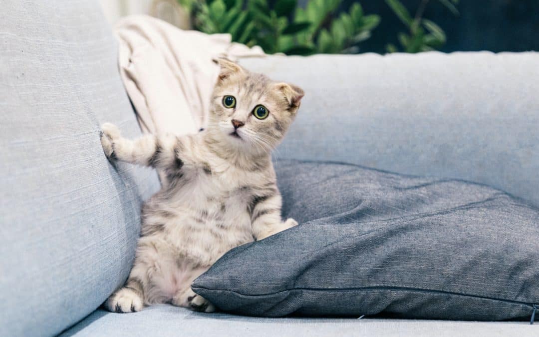 Does your pet have separation anxiety?