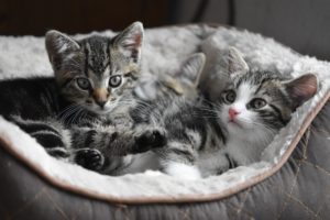 Your kittens’ digestive health