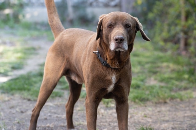 big brown dog standing grass covered ground captured daylight 181624 25297