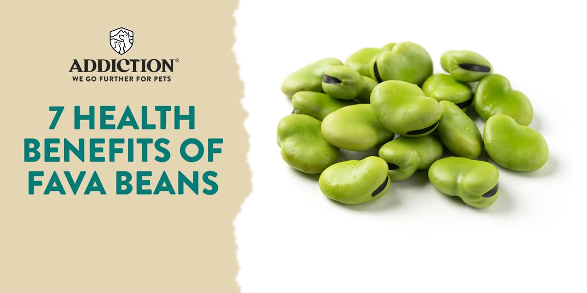 health benefits of fava beans