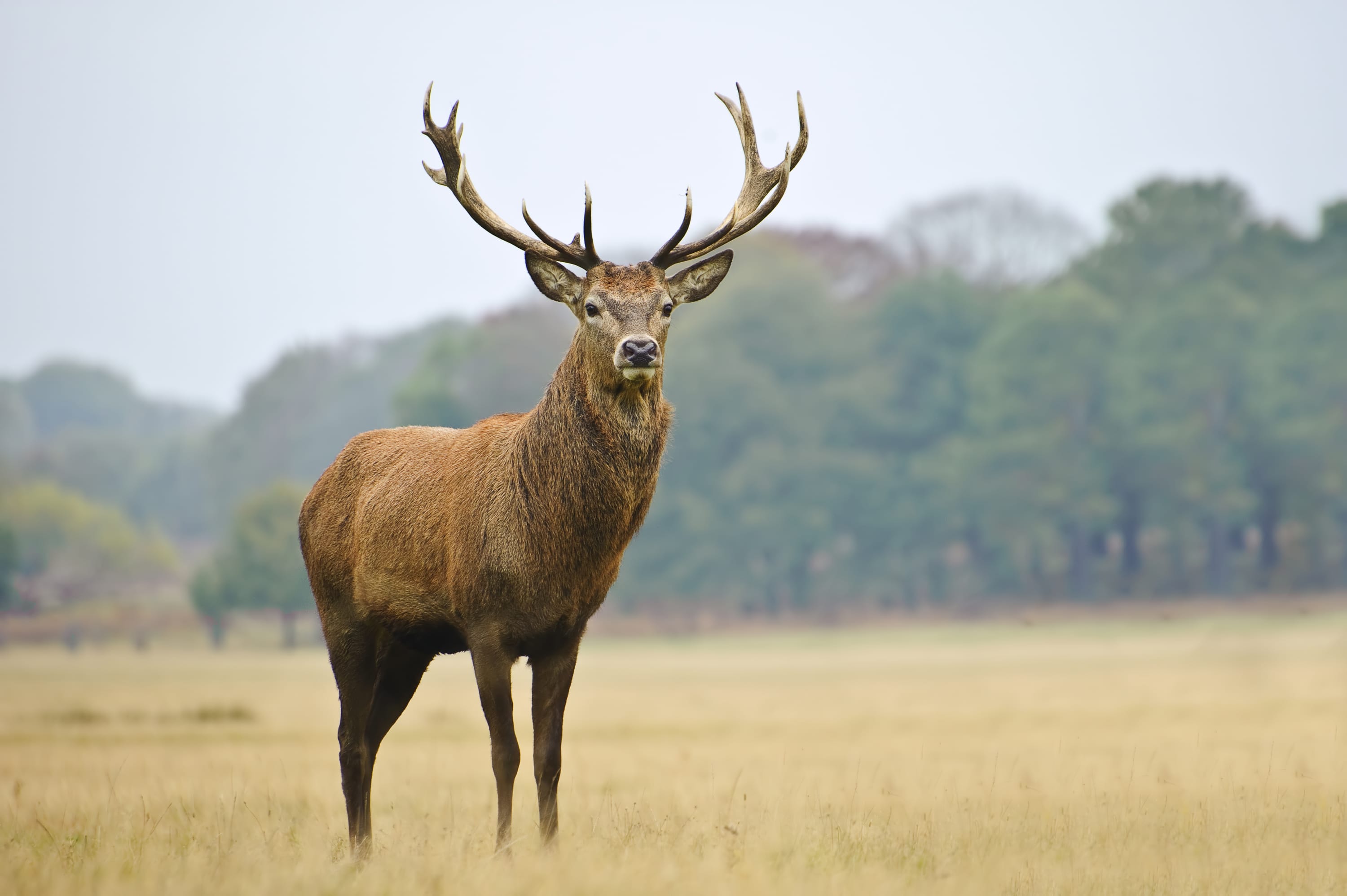 venison for dogs