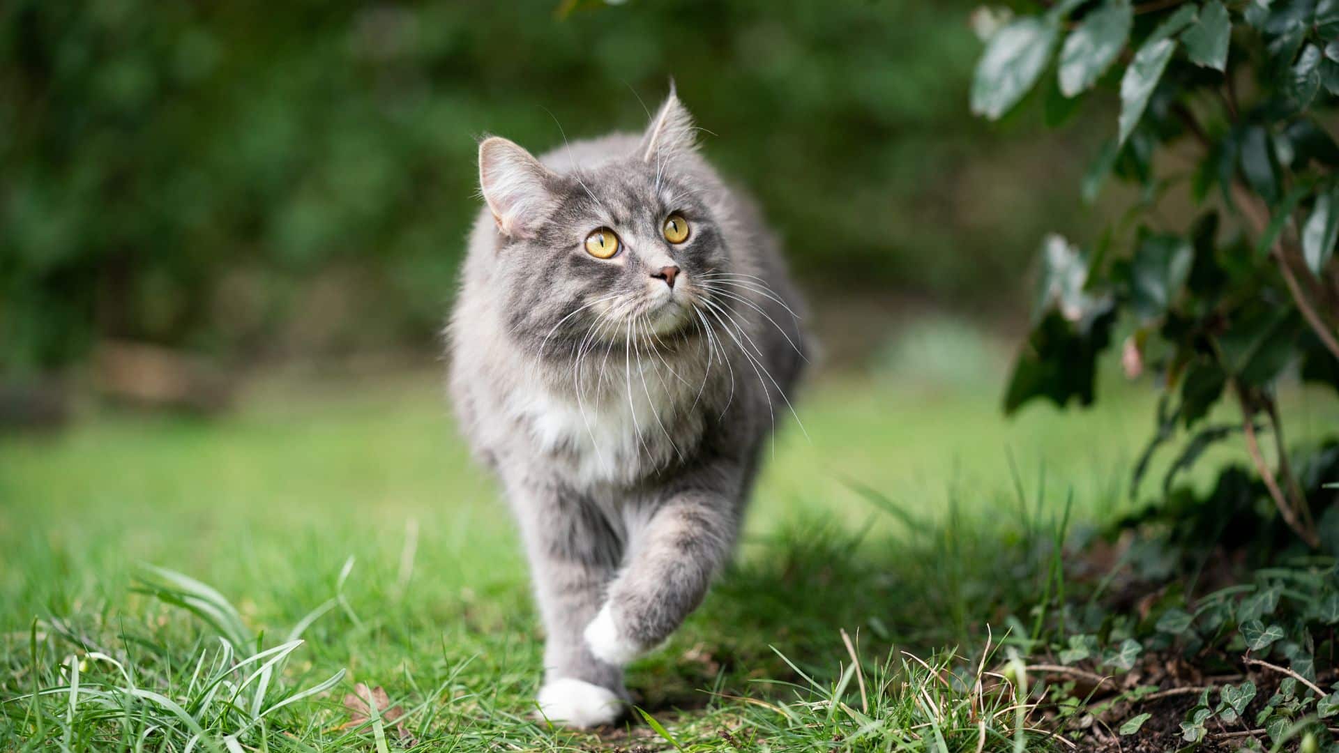 Healthy cat outdoors enjoying active lifestyle