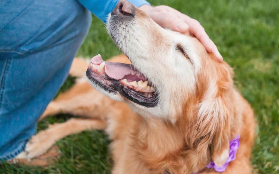 Soft Food Tips for Elderly Dogs