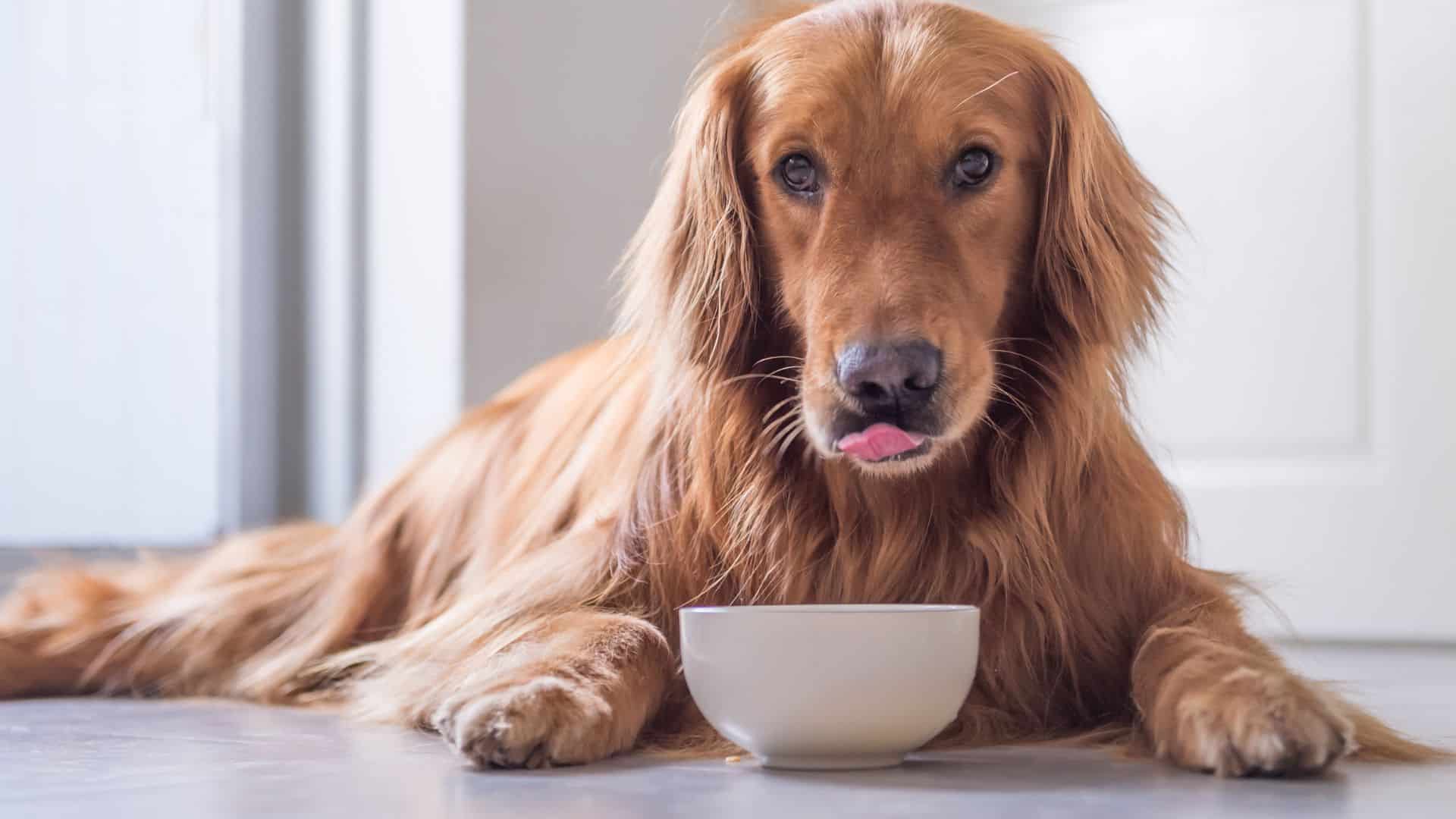 dog with bowl