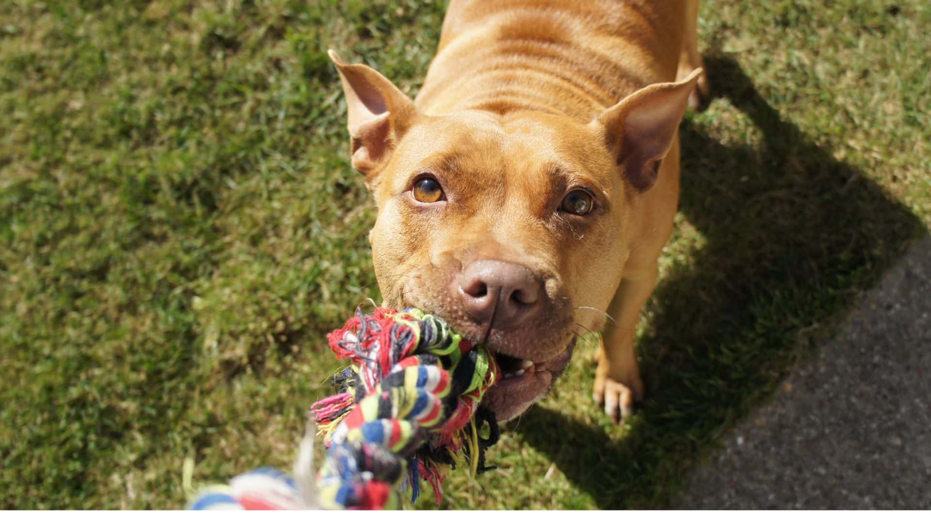 dog with toy