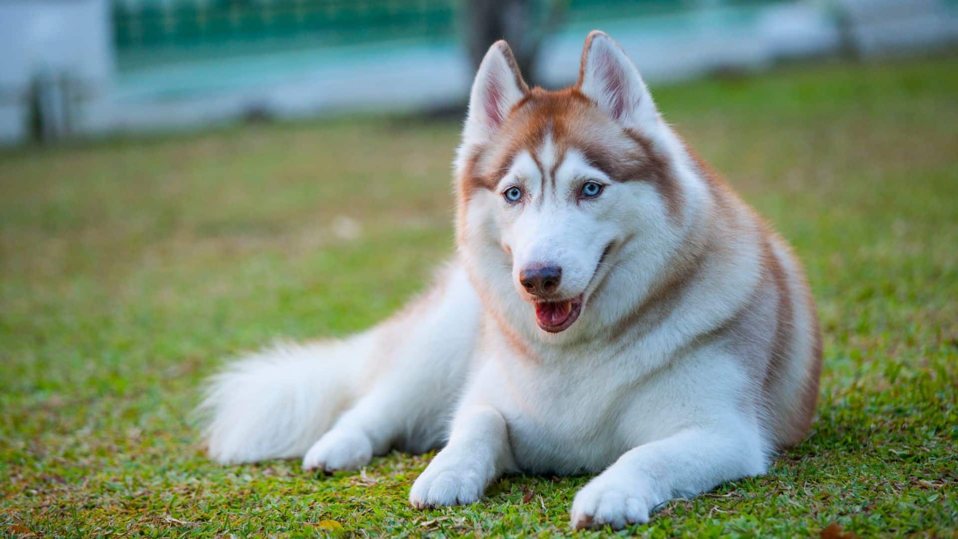 relaxing husky