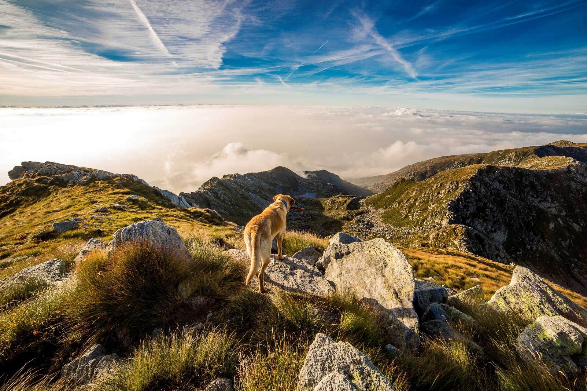 adventure-clouds-dog-65867