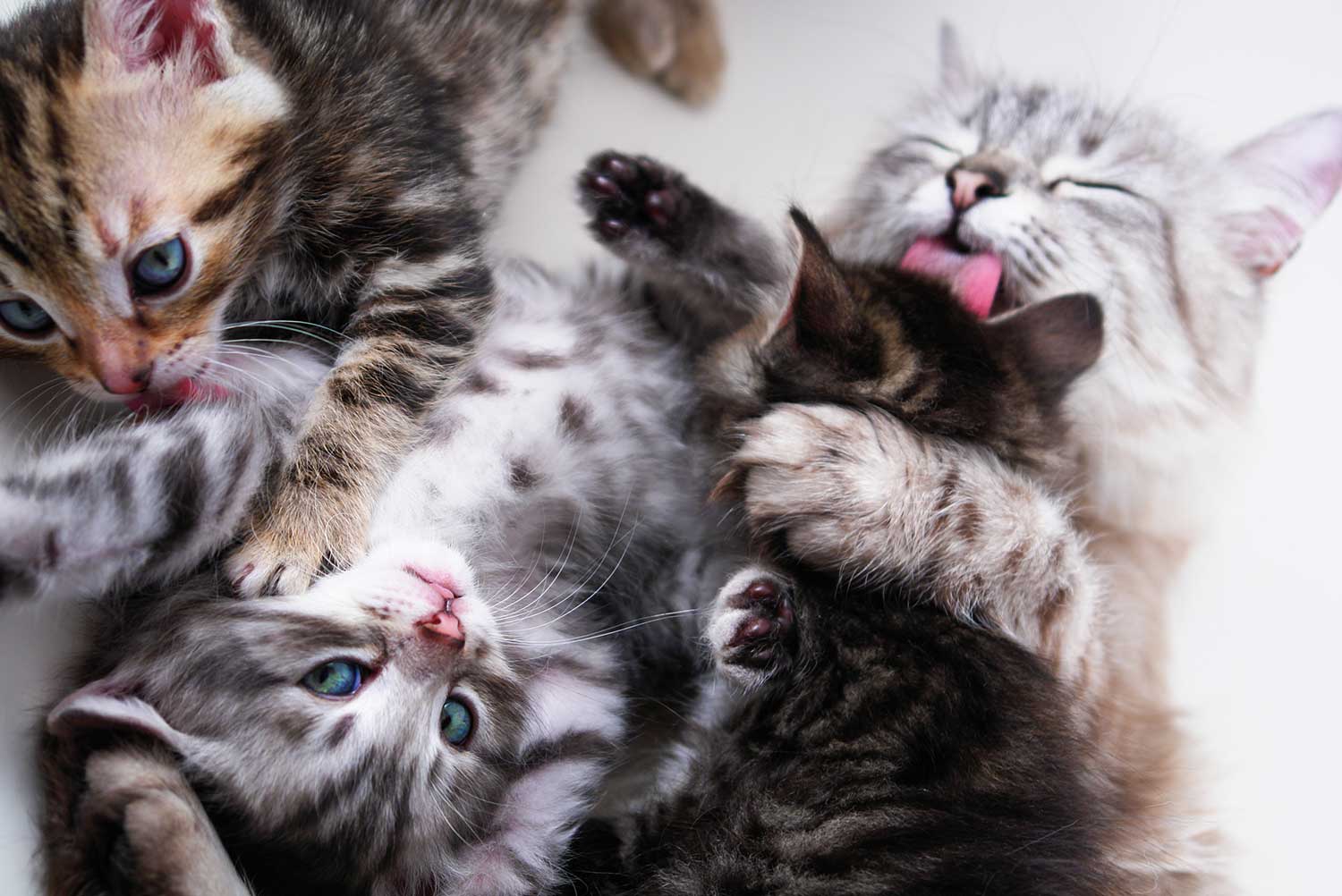 cute-kittens