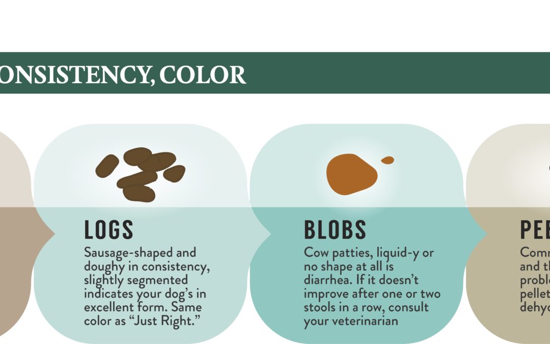 Is Your Pet’s Stool Normal?
