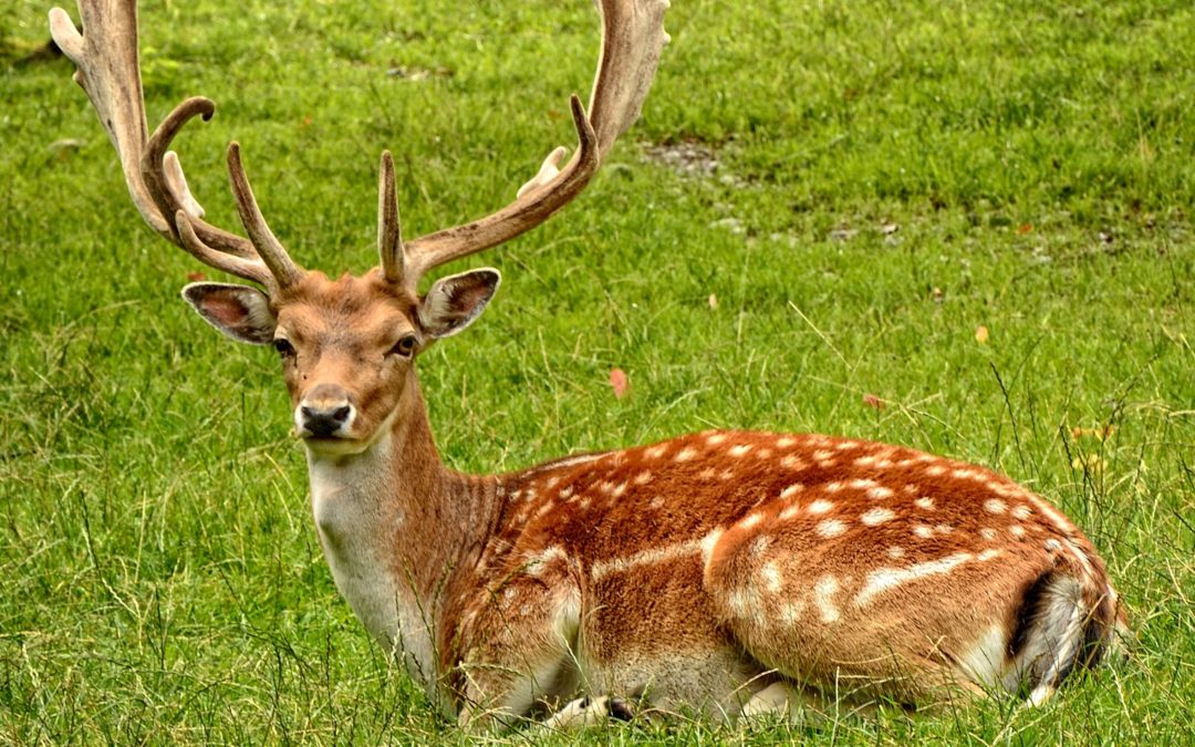 Is Venison Good for My Cat