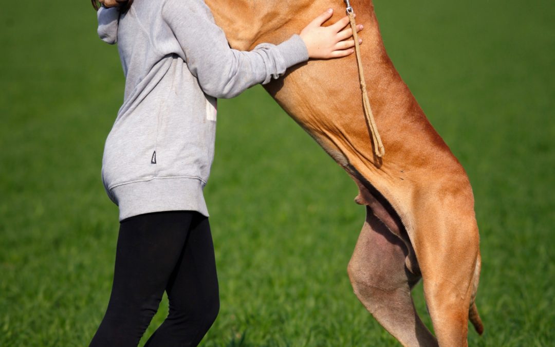 What’s the best food for your large breed dog?
