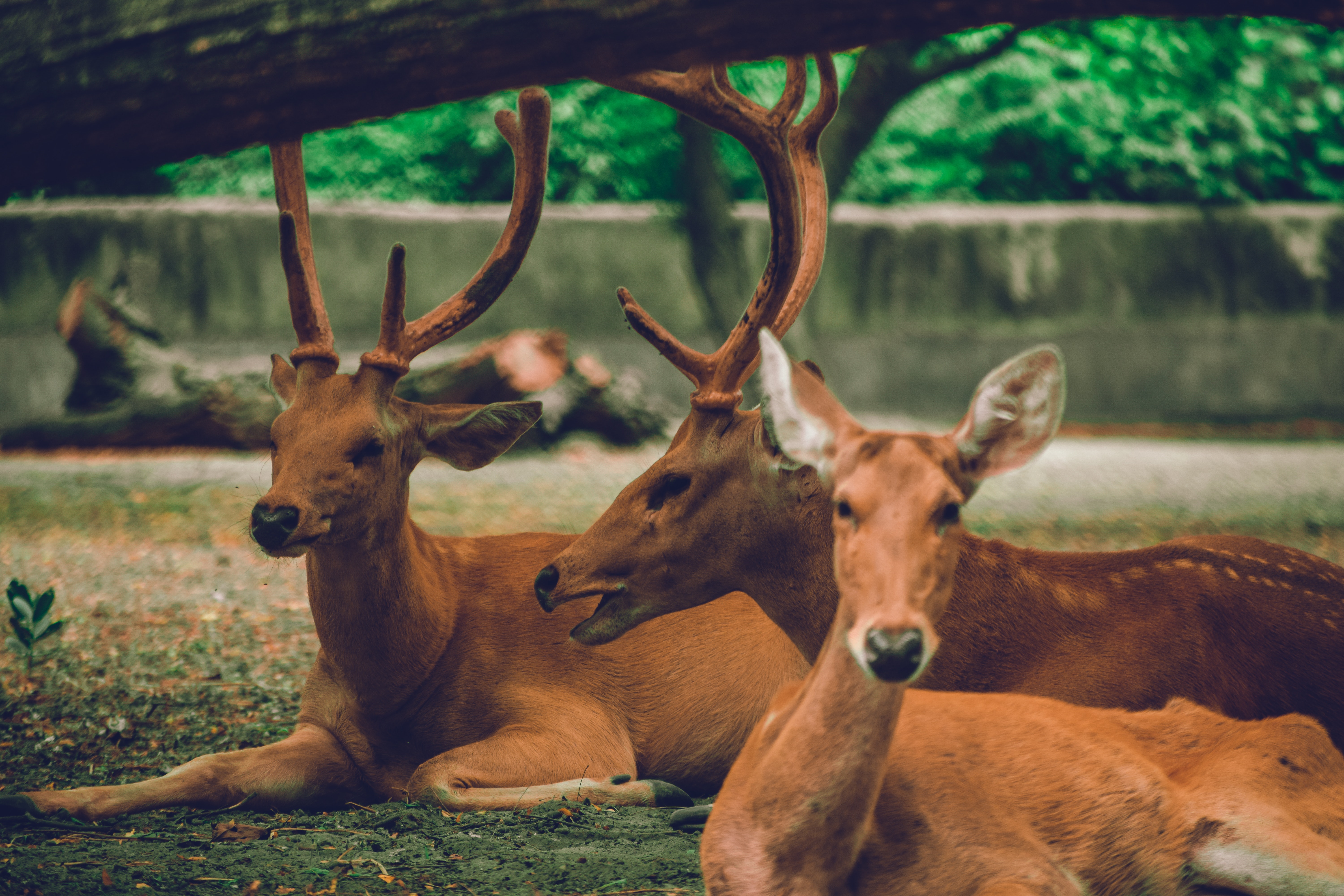 animal-photography-animals-antlers-2086655