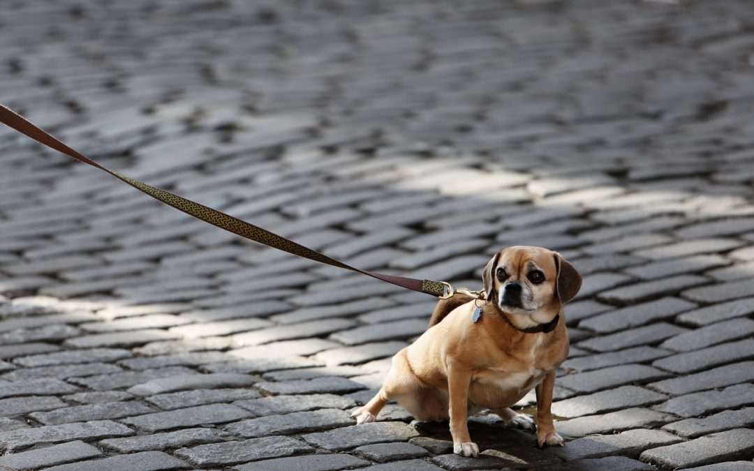 Leashed or Unleashed: Pros and Cons
